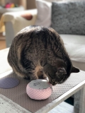 Yogakissen Spiel- & Schmusekissen fr Katzen