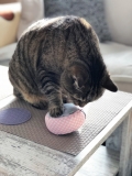 Yogakissen Spiel- & Schmusekissen fr Katzen